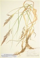 藏品(拂子茅屬)的圖片